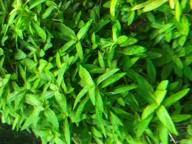 staurogyne repens